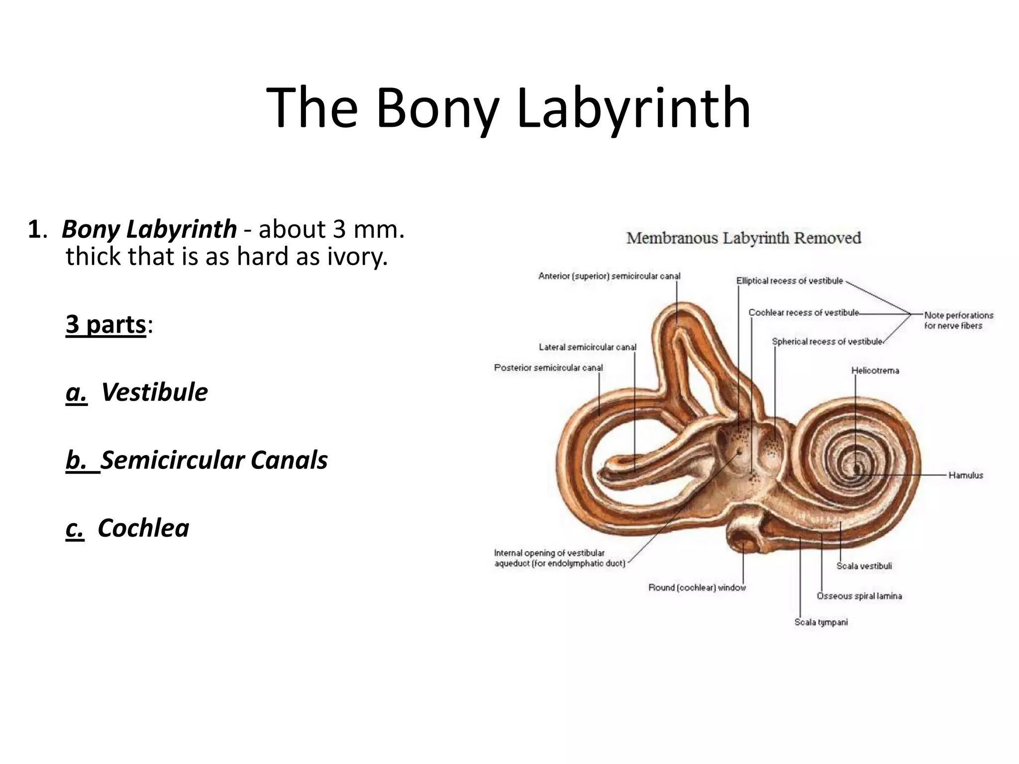 The Bony Labyrinth
1. Bony Labyrinth - about 3 mm.
   thick that is as hard as ivory.

   3 parts:

   a. Vestibule

   b. Semicircular Canals

   c. Cochlea
 