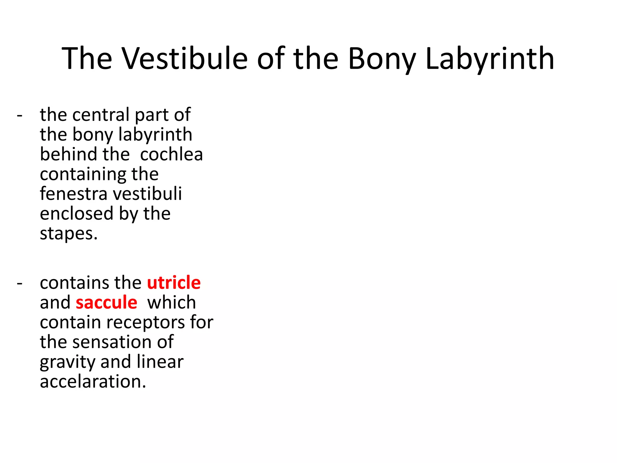 The Vestibule of the Bony Labyrinth
- the central part of
  the bony labyrinth
  behind the cochlea
  containing the
  fenestra vestibuli
  enclosed by the
  stapes.

- contains the utricle
  and saccule which
  contain receptors for
  the sensation of
  gravity and linear
  accelaration.
 