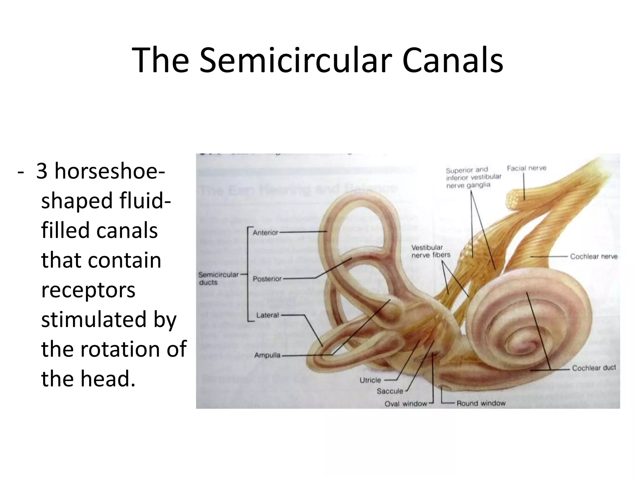 The Semicircular Canals

- 3 horseshoe-
  shaped fluid-
  filled canals
  that contain
  receptors
  stimulated by
  the rotation of
  the head.
 