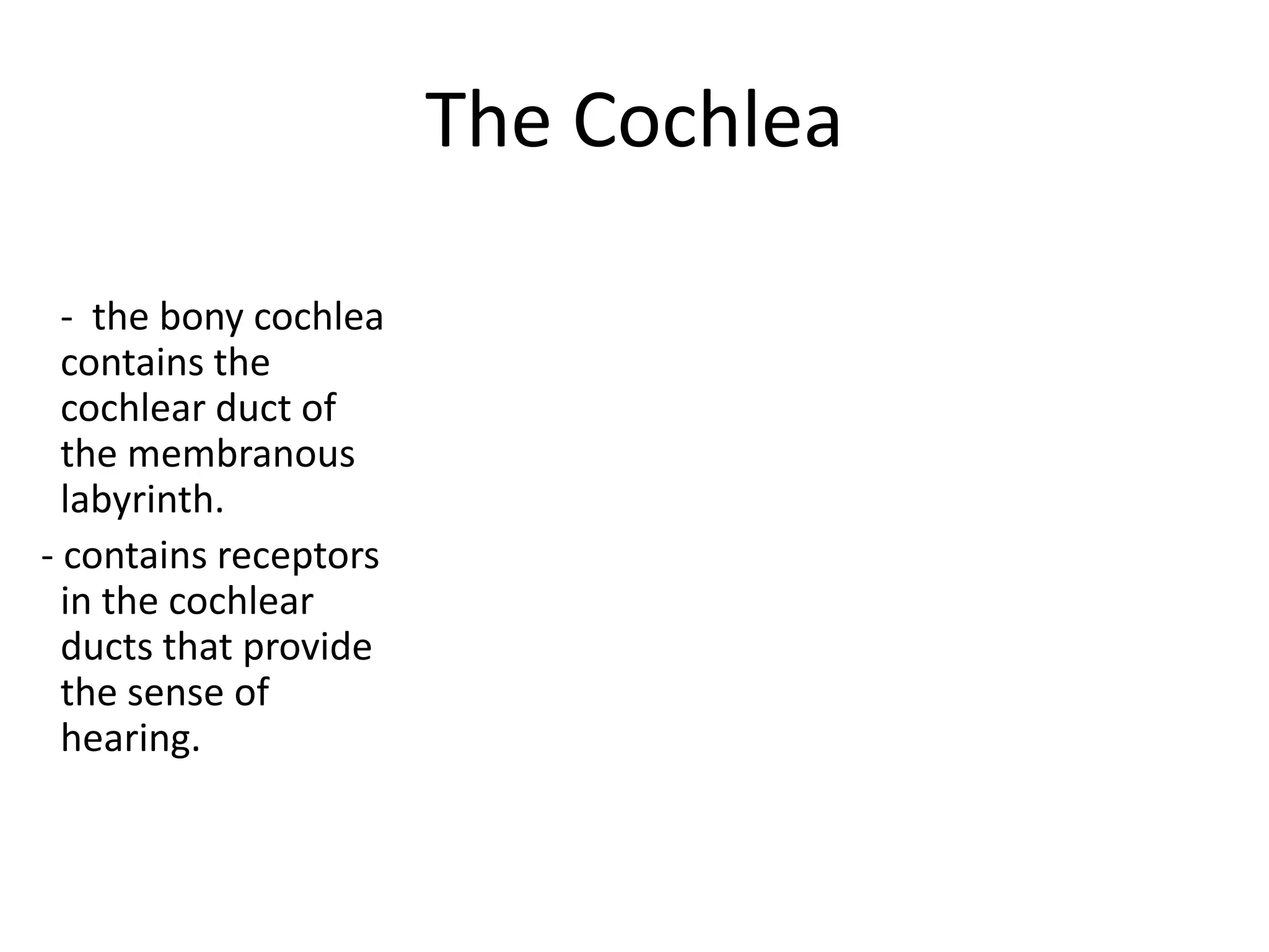 The Cochlea

  - the bony cochlea
  contains the
  cochlear duct of
  the membranous
  labyrinth.
- contains receptors
  in the cochlear
  ducts that provide
  the sense of
  hearing.
 