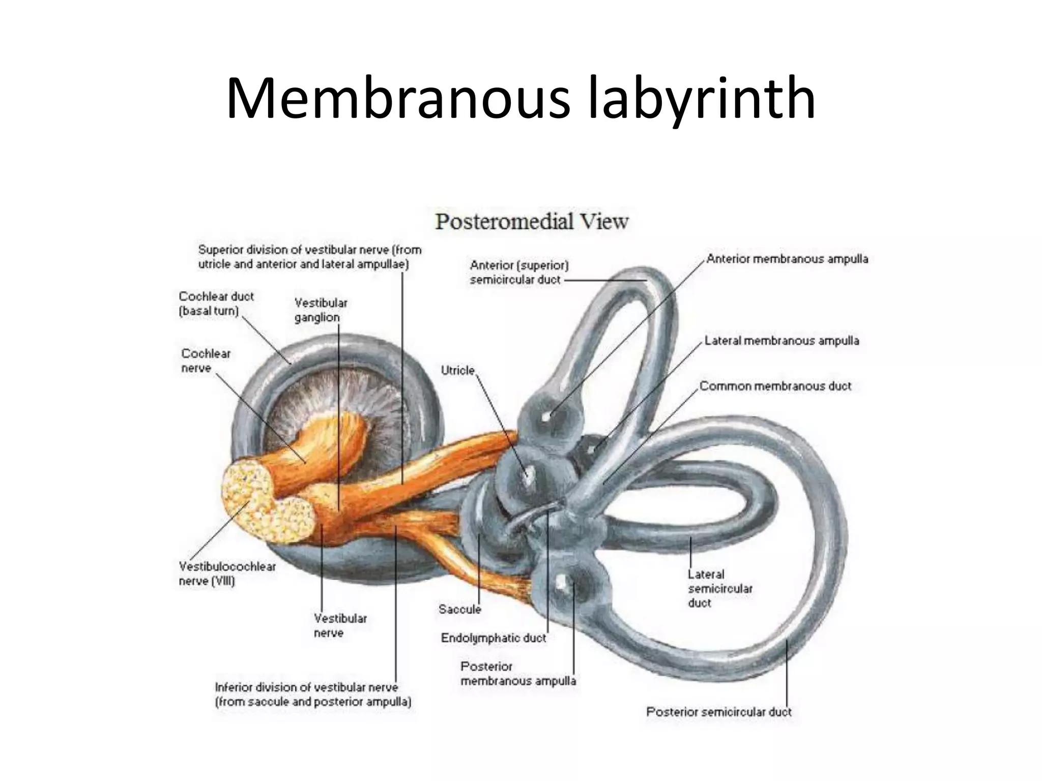 Membranous labyrinth
 