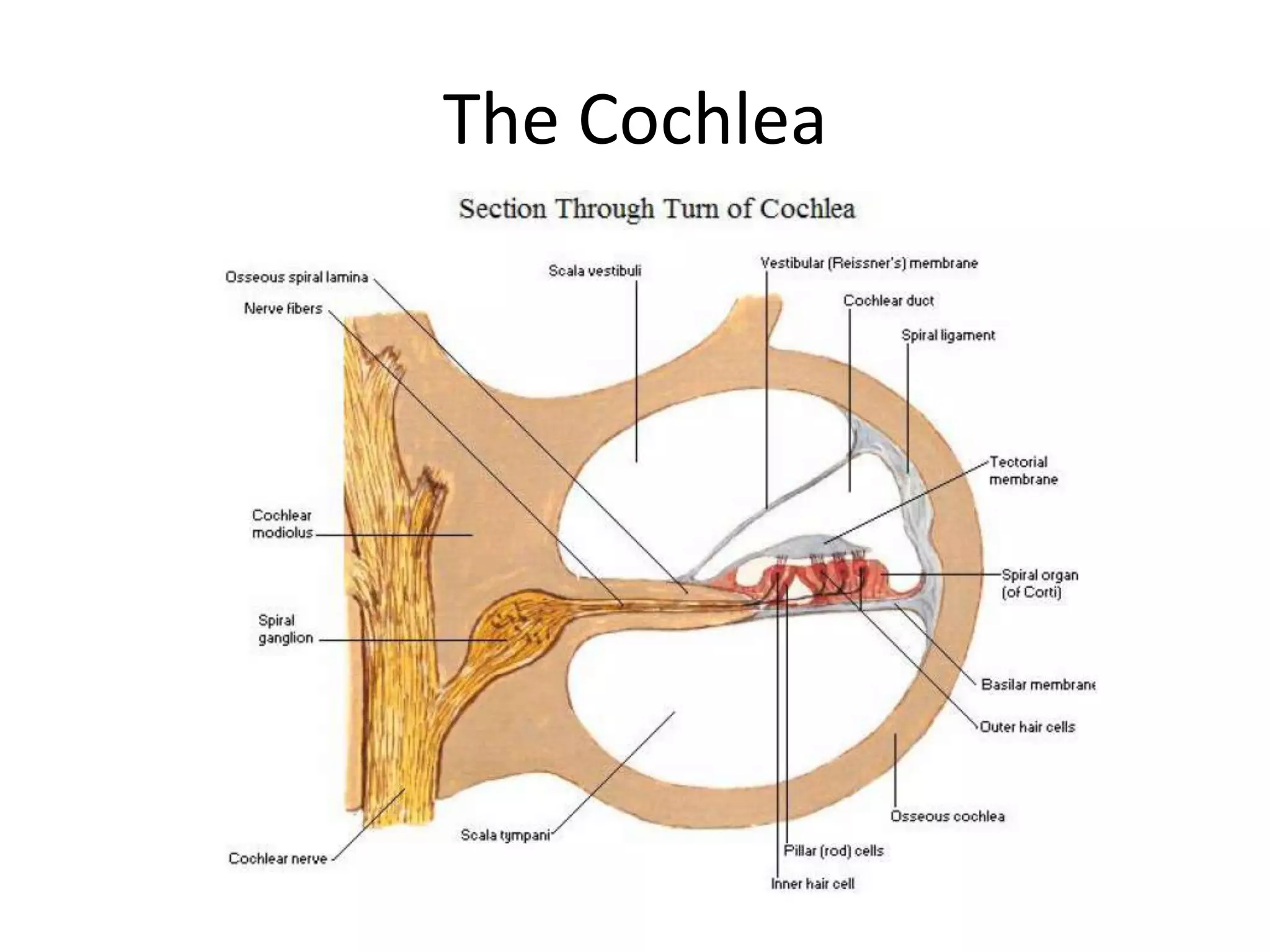 The Cochlea
 
