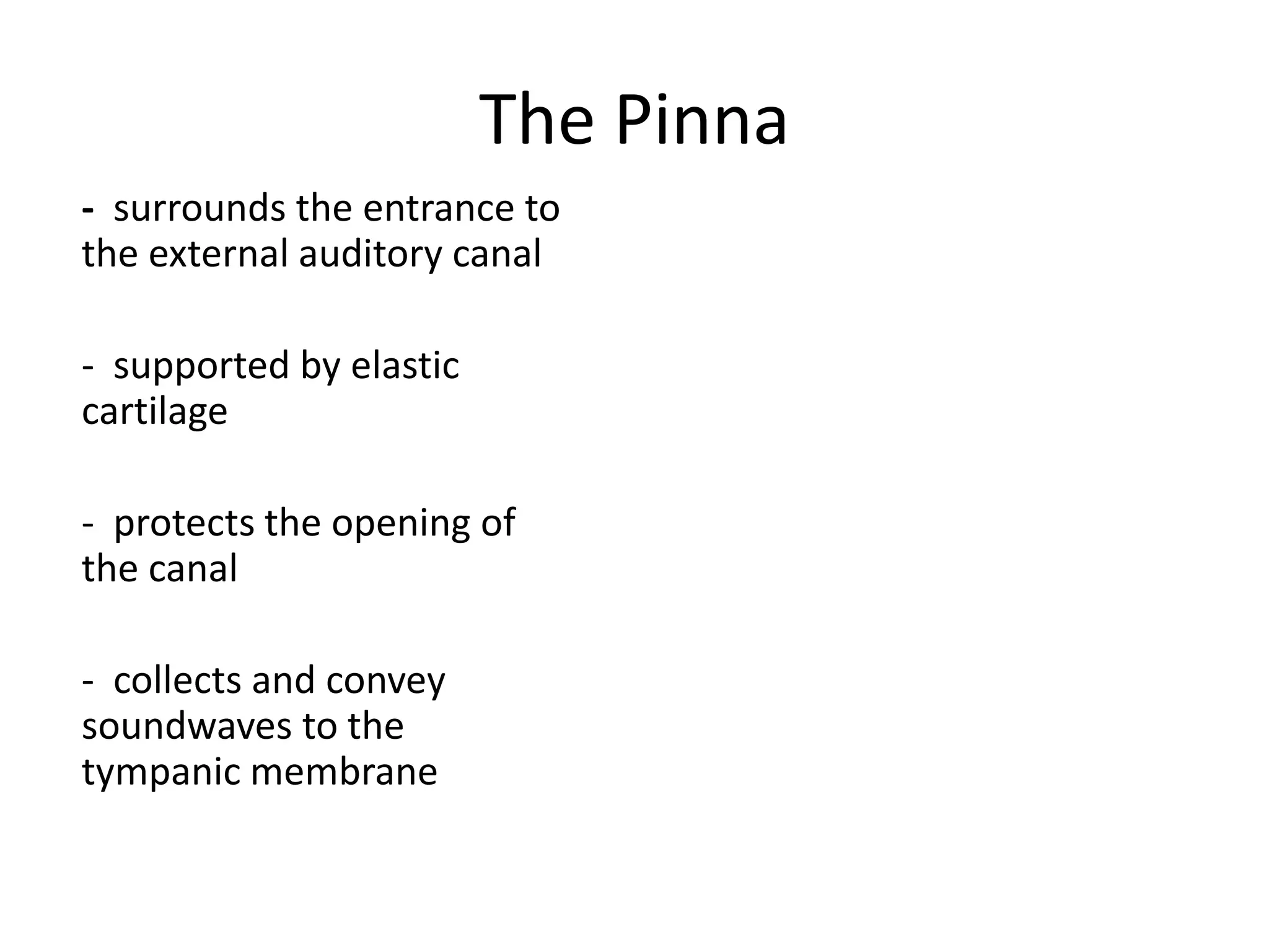 The Pinna
- surrounds the entrance to
the external auditory canal

- supported by elastic
cartilage

- protects the opening of
the canal

- collects and convey
soundwaves to the
tympanic membrane
 