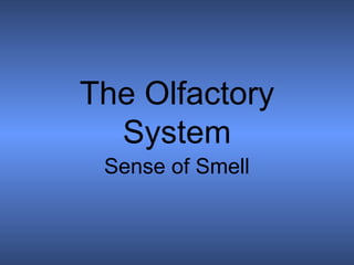 The Olfactory
  System
 Sense of Smell
 