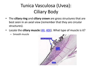 Tunica Vasculosa (Uvea):
                  Ciliary Body
• The ciliary ring and ciliary crown are gross structures that are
  best seen in an axial view (remember that they are circular
  structures).
• Locate the ciliary muscle (4X, 40X). What type of muscle is it?
   – Smooth muscle
 