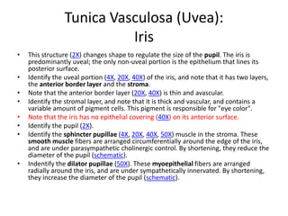 Tunica Vasculosa (Uvea):
                           Iris
•   This structure (2X) changes shape to regulate the size of the pupil. The iris is
    predominantly uveal; the only non-uveal portion is the epithelium that lines its
    posterior surface.
•   Identify the uveal portion (4X, 20X, 40X) of the iris, and note that it has two layers,
    the anterior border layer and the stroma.
•   Note that the anterior border layer (20X, 40X) is thin and avascular.
•   Identify the stromal layer, and note that it is thick and vascular, and contains a
    variable amount of pigment cells. This pigment is responsible for "eye color".
•   Note that the iris has no epithelial covering (40X) on its anterior surface.
•   Identify the pupil (2X).
•   Identify the sphincter pupillae (4X, 20X, 40X, 50X) muscle in the stroma. These
    smooth muscle fibers are arranged circumferentially around the edge of the iris,
    and are under parasympathetic cholinergic control. By shortening, they reduce the
    diameter of the pupil (schematic).
•   Indentify the dilator pupillae (50X). These myoepithelial fibers are arranged
    radially around the iris, and are under sympathetically innervated. By shortening,
    they increase the diameter of the pupil (schematic).
 