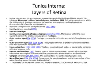 Tunica Interna:
                               Layers of Retina
•   Retinal neurons and glia are organized into readily-identifiable histological layers. Identify the
    following: Pigmented cell layer (retinal pigment epithelium, RPE). This is the epithelium on which
    the retina rests; it functions to regenerate bleached photopigment, and to phagocytose
    degenerated discs from the photoreceptors.
•   Note that the epithelium is simple cuboidal (50X, 100X).
•   Identify pigment granules (100X).
•   Rod and cone layer.
•   Identify outer segments of rods and cones (schematic; 100X). Membranes within the outer
    segments contain the photosensitive pigment rhodopsin.
•   Outer nuclear layer (20X, 100X). This layer contains the cell bodies and nuclei of the photoreceptor
    cells .
•   Outer plexiform layer (20X, 100X, 100X). The synaptic terminals of photoreceptors make contact
    here with bipolar and horizontal cells.
•   Inner nuclear layer (20X, 100X, 100X). This layer contains the cell bodies of bipolar cells, horizontal
    cells, and amacrine cells.
•   Internal plexiform layer (50X). Several types of retinal neuron interact synaptically in this layer.
    Information about light is transmitted to the ganglion cells, whose dendrites are found here.
•   Ganglion cell layer (20X, 50X, 100X). This layer contains the cell bodies of ganglion cells.
•   Nerve fiber layer (20X, 50X, 100X). The axons of the ganglion cells run on the inner surface of the
    retina, heading toward the optic disk (see below).
•   **THE LAYERS OF THE RETINA DIFFER IN 2 AREAS OF SPECIALIZATION: FOVEA AND OPTIC DISK
 