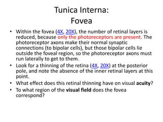 Tunica Interna:
                       Fovea
• Within the fovea (4X, 20X), the number of retinal layers is
  reduced, because only the photoreceptors are present. The
  photoreceptor axons make their normal synaptic
  connections (to bipolar cells), but those bipolar cells lie
  outside the foveal region, so the photoreceptor axons must
  run laterally to get to them.
• Look for a thinning of the retina (4X, 20X) at the posterior
  pole, and note the absence of the inner retinal layers at this
  point.
• What effect does this retinal thinning have on visual acuity?
• To what region of the visual field does the fovea
  correspond?
 