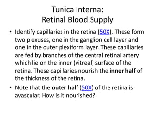 Tunica Interna:
            Retinal Blood Supply
• Identify capillaries in the retina (50X). These form
  two plexuses, one in the ganglion cell layer and
  one in the outer plexiform layer. These capillaries
  are fed by branches of the central retinal artery,
  which lie on the inner (vitreal) surface of the
  retina. These capillaries nourish the inner half of
  the thickness of the retina.
• Note that the outer half (50X) of the retina is
  avascular. How is it nourished?
 