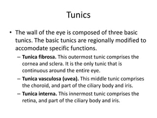 Tunics
• The wall of the eye is composed of three basic
  tunics. The basic tunics are regionally modified to
  accomodate specific functions.
   – Tunica fibrosa. This outermost tunic comprises the
     cornea and sclera. It is the only tunic that is
     continuous around the entire eye.
   – Tunica vasculosa (uvea). This middle tunic comprises
     the choroid, and part of the ciliary body and iris.
   – Tunica interna. This innermost tunic comprises the
     retina, and part of the ciliary body and iris.
 