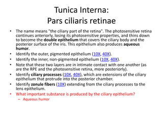 Tunica Interna:
                   Pars ciliaris retinae
• The name means "the ciliary part of the retina". The photosensitive retina
  continues anteriorly, losing its photosensitive properties, and thins down
  to become the double epithelium that covers the ciliary body and the
  posterior surface of the iris. This epithelium also produces aqueous
  humor.
• Identify the outer, pigmented epithelium (10X, 40X).
• Identify the inner, non-pigmented epithelium (10X, 40X).
• Note that these two layers are in intimate contact with one another (as
  are the RPE and the photosensitive retina, more posteriorly).
• Identify ciliary processes (10X, 40X), which are extensions of the ciliary
  epithelium that protrude into the posterior chamber.
• Identify zonule fibers (10X) extending from the ciliary processes to the
  lens epithelium.
• What important substance is produced by the ciliary epithelium?
    – Aqueous humor
 