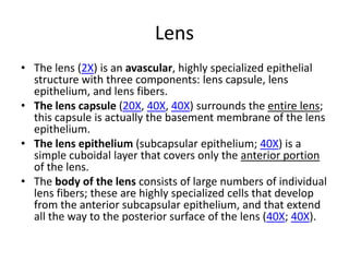 Lens
• The lens (2X) is an avascular, highly specialized epithelial
  structure with three components: lens capsule, lens
  epithelium, and lens fibers.
• The lens capsule (20X, 40X, 40X) surrounds the entire lens;
  this capsule is actually the basement membrane of the lens
  epithelium.
• The lens epithelium (subcapsular epithelium; 40X) is a
  simple cuboidal layer that covers only the anterior portion
  of the lens.
• The body of the lens consists of large numbers of individual
  lens fibers; these are highly specialized cells that develop
  from the anterior subcapsular epithelium, and that extend
  all the way to the posterior surface of the lens (40X; 40X).
 