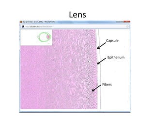 Lens

         Capsule



          Epithelium




       Fibers
 