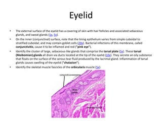 Eyelid
•   The external surface of the eyelid has a covering of skin with hair follicles and associated sebaceous
    glands, and sweat glands (1x, 5x).
•   On the inner (conjunctival) surface, note that the lining epithelium varies from simple cuboidal to
    stratified cuboidal, and may contain goblet cells (20x). Bacterial infections of this membrane, called
    conjunctivitis, cause it to be inflamed and red ("pink eye").
•   Identify the cluster of large, sebaceous-like glands that comprise the tarsal plate (5x). These tarsal
    (Meibomian) glands all drain via ducts located at the tip of the eyelid (10x). They secrete an oily substance
    that floats on the surface of the serous tear fluid produced by the lacrimal gland. Inflammation of tarsal
    glands causes swelling of the eyelid ("chalazion").
•   Identify the skeletal muscle fascicles of the orbicularis muscle (5x).
 