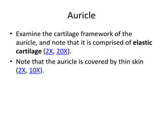Auricle
• Examine the cartilage framework of the
  auricle, and note that it is comprised of elastic
  cartilage (2X, 20X).
• Note that the auricle is covered by thin skin
  (2X, 10X).
 