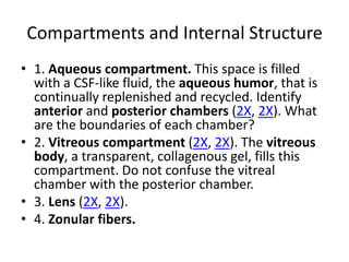 Compartments and Internal Structure
• 1. Aqueous compartment. This space is filled
  with a CSF-like fluid, the aqueous humor, that is
  continually replenished and recycled. Identify
  anterior and posterior chambers (2X, 2X). What
  are the boundaries of each chamber?
• 2. Vitreous compartment (2X, 2X). The vitreous
  body, a transparent, collagenous gel, fills this
  compartment. Do not confuse the vitreal
  chamber with the posterior chamber.
• 3. Lens (2X, 2X).
• 4. Zonular fibers.
 