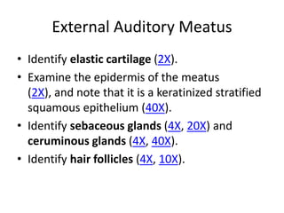 External Auditory Meatus
• Identify elastic cartilage (2X).
• Examine the epidermis of the meatus
  (2X), and note that it is a keratinized stratified
  squamous epithelium (40X).
• Identify sebaceous glands (4X, 20X) and
  ceruminous glands (4X, 40X).
• Identify hair follicles (4X, 10X).
 