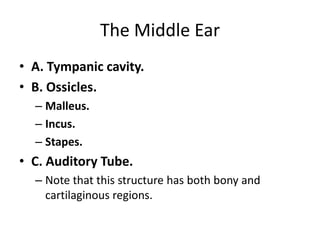 The Middle Ear
• A. Tympanic cavity.
• B. Ossicles.
  – Malleus.
  – Incus.
  – Stapes.
• C. Auditory Tube.
  – Note that this structure has both bony and
    cartilaginous regions.
 