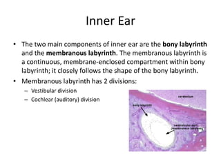 Inner Ear
• The two main components of inner ear are the bony labyrinth
  and the membranous labyrinth. The membranous labyrinth is
  a continuous, membrane-enclosed compartment within bony
  labyrinth; it closely follows the shape of the bony labyrinth.
• Membranous labyrinth has 2 divisions:
   – Vestibular division
   – Cochlear (auditory) division
 