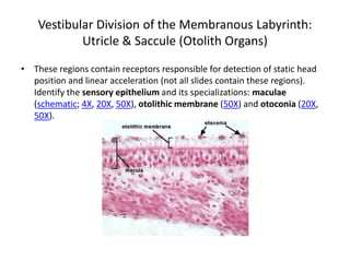 Vestibular Division of the Membranous Labyrinth:
            Utricle & Saccule (Otolith Organs)
• These regions contain receptors responsible for detection of static head
  position and linear acceleration (not all slides contain these regions).
  Identify the sensory epithelium and its specializations: maculae
  (schematic; 4X, 20X, 50X), otolithic membrane (50X) and otoconia (20X,
  50X).
 