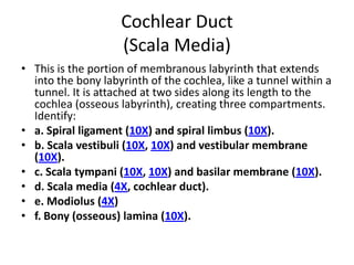 Cochlear Duct
                    (Scala Media)
• This is the portion of membranous labyrinth that extends
  into the bony labyrinth of the cochlea, like a tunnel within a
  tunnel. It is attached at two sides along its length to the
  cochlea (osseous labyrinth), creating three compartments.
  Identify:
• a. Spiral ligament (10X) and spiral limbus (10X).
• b. Scala vestibuli (10X, 10X) and vestibular membrane
  (10X).
• c. Scala tympani (10X, 10X) and basilar membrane (10X).
• d. Scala media (4X, cochlear duct).
• e. Modiolus (4X)
• f. Bony (osseous) lamina (10X).
 