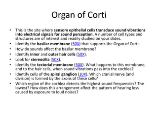 Organ of Corti
• This is the site where sensory epithelial cells transduce sound vibrations
  into electrical signals for sound perception. A number of cell types and
  structures are of interest and readily studied on your slides.
• Identify the basilar membrane (50X) that supports the Organ of Corti.
• How do sounds affect the basilar membrane?
• Identify inner and outer hair cells (50X).
• Look for stereocilia (50X).
• Identify the tectorial membrane (50X). What happens to this membrane,
  and to the hair cells, when sound vibrations pass into the cochlea?
• Identify cells of the spiral ganglion (10X). Which cranial nerve (and
  division) is formed by the axons of these cells?
• Which region of the cochlea detects the highest sound frequencies? The
  lowest? How does this arrangement affect the pattern of hearing loss
  caused by exposure to loud noises?
 