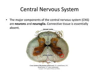 Central Nervous System
• The major components of the central nervous system (CNS)
  are neurons and neuroglia. Connective tissue is essentially
  absent.
 