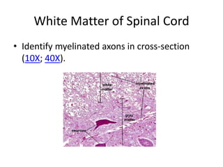 White Matter of Spinal Cord
• Identify myelinated axons in cross-section
  (10X; 40X).
 