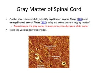 Gray Matter of Spinal Cord
• On the silver-stained slide, identify myelinated axonal fibers (10X) and
  unmyelinated axonal fibers (20X). Why are axons present in gray matter?
    – Axons traverse the gray matter to make connections between white matter
• Note the various nerve fiber sizes.
 
