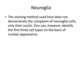 Neuroglia
• The staining method used here does not
  demonstrate the cytoplasm of neuroglial cells,
  only their nuclei. One can, however, identify
  the first three cell types on the basis of
  nuclear appearance.
 