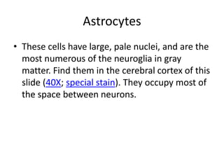 Astrocytes
• These cells have large, pale nuclei, and are the
  most numerous of the neuroglia in gray
  matter. Find them in the cerebral cortex of this
  slide (40X; special stain). They occupy most of
  the space between neurons.
 
