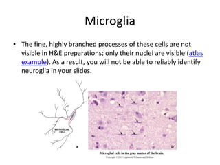 Microglia
• The fine, highly branched processes of these cells are not
  visible in H&E preparations; only their nuclei are visible (atlas
  example). As a result, you will not be able to reliably identify
  neuroglia in your slides.
 
