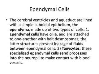 Ependymal Cells
• The cerebral ventricles and aqueduct are lined
  with a simple cuboidal epithelium, the
  ependyma, made up of two types of cells: 1.
  Ependymal cells have cilia, and are attached
  to one-another with belt desmosomes; the
  latter structures prevent leakage of fluids
  between ependymal cells. 2) Tanycytes; these
  specialized ependymal cells send processes
  into the neuropil to make contact with blood
  vessels.
 
