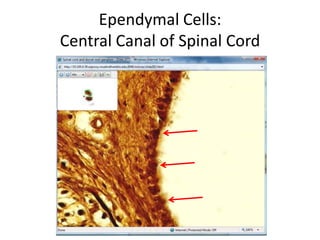 Ependymal Cells:
Central Canal of Spinal Cord
 