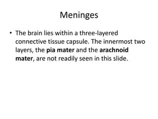 Meninges
• The brain lies within a three-layered
  connective tissue capsule. The innermost two
  layers, the pia mater and the arachnoid
  mater, are not readily seen in this slide.
 