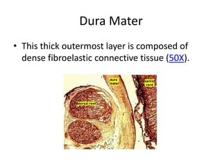 Dura Mater
• This thick outermost layer is composed of
  dense fibroelastic connective tissue (50X).
 