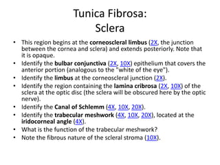 Tunica Fibrosa:
                          Sclera
• This region begins at the corneoscleral limbus (2X, the junction
  between the cornea and sclera) and extends posteriorly. Note that
  it is opaque.
• Identify the bulbar conjunctiva (2X, 10X) epithelium that covers the
  anterior portion (analogous to the "white of the eye").
• Identify the limbus at the corneoscleral junction (2X).
• Identify the region containing the lamina cribrosa (2X, 10X) of the
  sclera at the optic disc (the sclera will be obscured here by the optic
  nerve).
• Identify the Canal of Schlemm (4X, 10X, 20X).
• Identify the trabecular meshwork (4X, 10X, 20X), located at the
  iridocorneal angle (4X).
• What is the function of the trabecular meshwork?
• Note the fibrous nature of the scleral stroma (10X).
 
