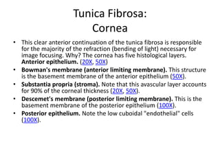 Tunica Fibrosa:
                         Cornea
• This clear anterior continuation of the tunica fibrosa is responsible
  for the majority of the refraction (bending of light) necessary for
  image focusing. Why? The cornea has five histological layers.
  Anterior epithelium. (20X, 50X)
• Bowman's membrane (anterior limiting membrane). This structure
  is the basement membrane of the anterior epithelium (50X).
• Substantia propria (stroma). Note that this avascular layer accounts
  for 90% of the corneal thickness (20X, 50X).
• Descemet's membrane (posterior limiting membrane). This is the
  basement membrane of the posterior epithelium (100X).
• Posterior epithelium. Note the low cuboidal "endothelial" cells
  (100X).
 
