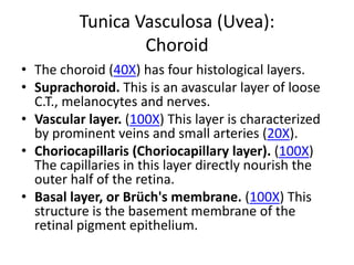 Tunica Vasculosa (Uvea):
                  Choroid
• The choroid (40X) has four histological layers.
• Suprachoroid. This is an avascular layer of loose
  C.T., melanocytes and nerves.
• Vascular layer. (100X) This layer is characterized
  by prominent veins and small arteries (20X).
• Choriocapillaris (Choriocapillary layer). (100X)
  The capillaries in this layer directly nourish the
  outer half of the retina.
• Basal layer, or Brüch's membrane. (100X) This
  structure is the basement membrane of the
  retinal pigment epithelium.
 