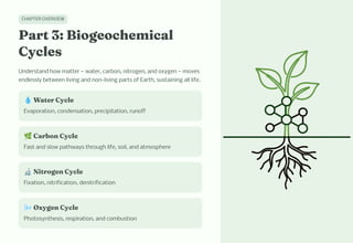 CHAPTER OVERVIEW
Part 3: Biogeochemical
Cycles
Understand how matter — water, carbon, nitrogen, and oxygen — moves
endlessly between living and non-living parts of Earth, sustaining all life.
💧Water Cycle
Evaporation, condensation, precipitation, runoff
🌿Carbon Cycle
Fast and slow pathways through life, soil, and atmosphere
🔬Nitrogen Cycle
Fixation, nitrification, denitrification
🌬️Oxygen Cycle
Photosynthesis, respiration, and combustion
 