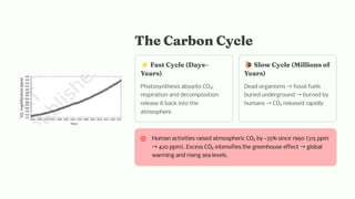 The Carbon Cycle
⚡Fast Cycle (Days–
Years)
Photosynthesis absorbs CO₂;
respiration and decomposition
release it back into the
atmosphere
🐌Slow Cycle (Millions of
Years)
Dead organisms →fossil fuels
buried underground →burned by
humans →CO₂ released rapidly
Human activities raised atmospheric CO₂ by ~35% since 1960 (315 ppm
→420 ppm). Excess CO₂ intensifies the greenhouse effect →global
warming and rising sea levels.
 