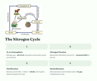 The Nitrogen Cycle
1
N₂ in Atmosphere
Nitrogen gas = 78% of air, but plants and animals cannot
use it directly
2
Nitrogen Fixation
Bacteria like Rhizobium convert N₂ →ammonia (NH₃) in
the soil
3
Nitrification
Bacteria convert NH₃ →nitrite →nitrate, which plants
absorb through their roots
4
Denitrification
Other bacteria convert nitrates back to N₂ gas,
completing the cycle
 