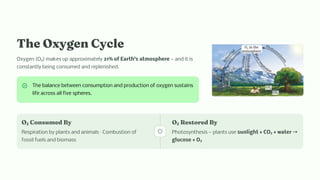 The Oxygen Cycle
Oxygen (O₂) makes up approximately 21% of Earth's atmosphere — and it is
constantly being consumed and replenished.
The balance between consumption and production of oxygen sustains
life across all five spheres.
O₂ Consumed By
Respiration by plants and animals · Combustion of
fossil fuels and biomass
O₂ Restored By
Photosynthesis — plants use sunlight + CO₂ + water →
glucose + O₂
 
