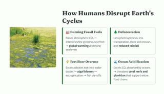 How Humans Disrupt Earth's
Cycles
🏭Burning Fossil Fuels
Raises atmospheric CO₂ →
intensifies the greenhouse effect
→global warming and rising
sea levels
🌲Deforestation
Less photosynthesis, less
transpiration, more soil erosion,
and reduced rainfall
🌾Fertiliser Overuse
Excess nitrates leak into water
bodies →algal blooms →
eutrophication →fish die-offs
🌊Ocean Acidification
Excess CO₂ absorbed by oceans
→threatens coral reefs and
plankton that support entire
food chains
 