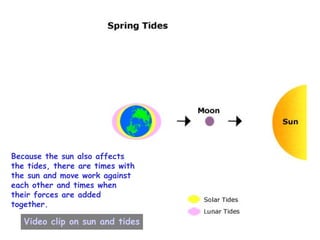 Because the sun also affects the tides, there are times with the sun and move work against each other and times when their forces are added together. Video clip on sun and tides                                                                                             