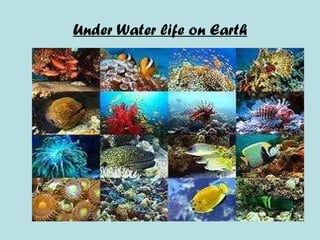 Under Water life on Earth 