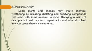4. Biological Action
Some plants and animals may create chemical
weathering by releasing chelating and audifying compounds
that react with some minerals in rocks. Decaying remains of
dead plants in soil may form organic acids and, when dissolved
in water cause chemical weathering.
 