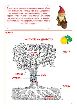 Дърветата са изключително неповторими . Също
  като снежинките—няма две еднакви . Дърветата
    са вид растение , което има високо стъбло ,
 корени , клони и листа или иглички . Дърветата
   не умират след 1 година или сезон , те живеят
 много години . Има дървета , които са на повече
                 от 1 000 години .




ОЦВЕТИ


                    ЧАСТИТЕ НА ДЪРВОТО




                        КОРОНА                     ЛИСТА




         КЛОНИ
                                     КОРА
      СТЕБЛО


                                                   ПОЧВА



                                          КОРЕНИ


                                                           4
 