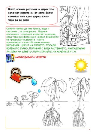 Както всички растения и дърветата
 започват живота си от семе.Всяко
 семенце има едно дърво,което
 чака да се роди


Семето трябва да има храна, вода и
светлина , за да порасне . Веднъж
покълнали , семената израстват в разсад,
след това във фиданка и накрая фиданките
се превръщат в дървета , които
произвеждат свои собствени семена.
ЖИЗНЕНИЯ ЦИКЪЛ НА БОБЧЕТО :ПОСАДИ
БОБЕНОТО ЗЪРНО ,ПОЛИВАЙ С ВОДА РАСТЕНИЕТО, НАБЛЮДАВАЙ
РАСТЕЖА НА СЕМЕТО ,ПОРАСТВАНЕТО НА КОРЕНИТЕ И Т.Н.

      НАБЛЮДАВАЙ И ОЦВЕТИ




                                                        9
 
