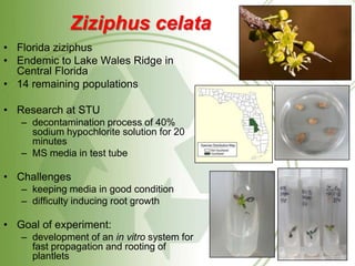 Stu's Ridge Conservation of Florida's Endangered Plants by Carlos E. Vasquez | PPTX